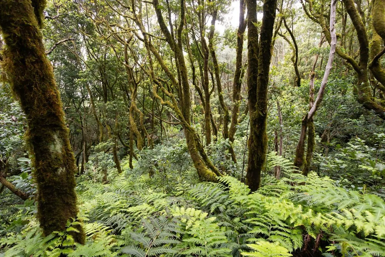 Casa En Anaga Senderismo Naturaleza & Desconexion Santa Cruz de Tenerife Španělsko